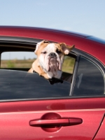 Picture of a dog sticking its head out of a car