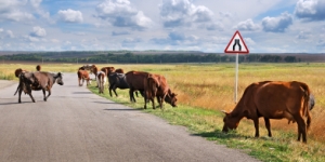 Picture of cattle on the road