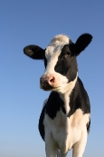 Photograph of a cow