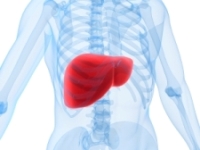 Picture of the liver